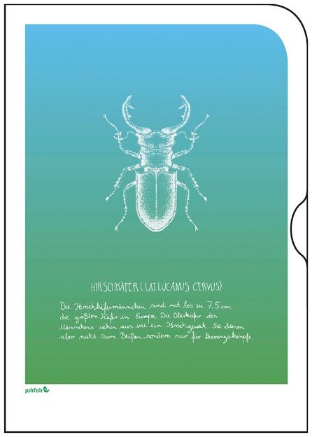 Bild von TUTORIAL INSEKTEN Hirschkäfer, VE-10