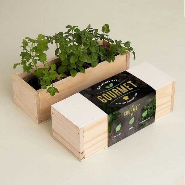 Bild von Gourmet Growing Kit (parsley, basil, coriander)