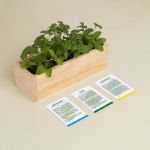 Bild von Mojito Growing Kit (peppermint, basil, spearmint)
