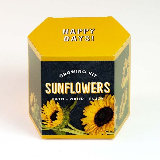 Bild von Sunflower Growing Kit