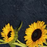 Bild von Sunflower Growing Kit