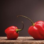 Bild von Caribbean Red Habanero Growing Kit