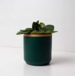 Bild von Pot fern green