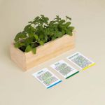 Bild von Kit d’Auto-culture Mojito (persil, basilic et coriandre)