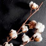 Bild von Kit d’Auto-culture Coton