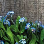 Bild von Kit d’Auto-culture Fleur de l’Amour Eternel