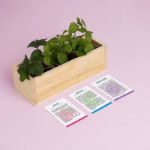 Bild von Kit d’Auto-culture Desserts (fraise, menthe et mûre)