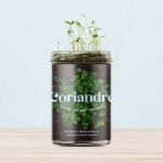Bild von Potager de Coriandre pour la Cuisine