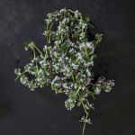 Bild von Potager de Thym pour la Cuisine