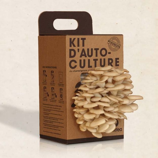 Bild von Kit d´auto-culture Pleurote