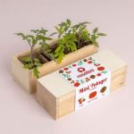 Bild von Mini potager de tomates