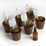 Bild von Flower Power – Kit d’Autoculture de Fleurs