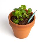 Bild von Crayon à planter Camomile