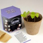 Bild von Kit autocoltivazioni Cotone