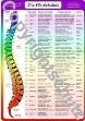 Bild von Wirbelsäulenzonen A3 - Reflexzonenübersicht Lehrtafel