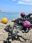 Bild von La Mariole - Boules de Pétanque - Simone