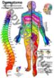Bild von Dermatome - Spinalnervenwurzeln Hautversorgungsgebiete A3