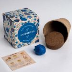 Bild von Say it with Flowers Growing Kit (Congrats)
