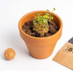 Bild von Biodiversity Bombs (Wild Orange Flowers)