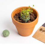 Bild von Bombes de biodiversité (Jardin Méditerranée)