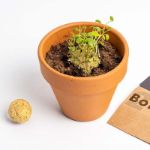 Bild von BOMBE DI BIODIVERSITÀ Salviamo le Api