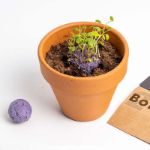 Bild von BOMBE DI BIODIVERSITÀ Fiori silvestri viola
