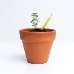 Bild von Set of 5 plantable pencils