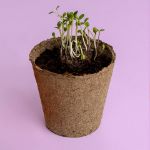 Bild von Urban Flowers - Oranges