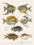 Bild von Fische Kalender 2026