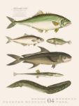 Bild von Fische Kalender 2026