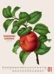 Bild von Obstgarten Kalender 2026