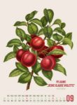 Bild von Obstgarten Kalender 2026
