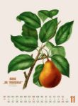 Bild von Obstgarten Kalender 2026