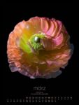 Bild von in bloom Kalender 2026