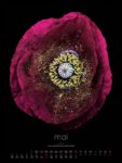 Bild von in bloom Kalender 2026
