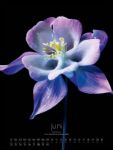 Bild von in bloom Kalender 2026