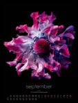 Bild von in bloom Kalender 2026