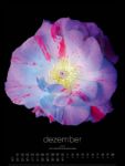 Bild von in bloom Kalender 2026