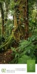 Bild von Mythos Wald - Literatur-Kalender 2026