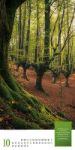 Bild von Mythos Wald - Literatur-Kalender 2026