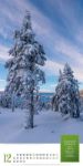 Bild von Mythos Wald - Literatur-Kalender 2026