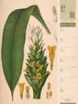 Bild von Culinarium - Küche, Kräuter, Kurioses - Vintage Wochenplaner Kalender 2026