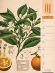 Bild von Culinarium - Küche, Kräuter, Kurioses - Vintage Wochenplaner Kalender 2026