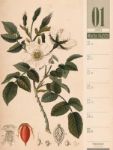 Bild von Culinarium - Küche, Kräuter, Kurioses - Vintage Wochenplaner Kalender 2026