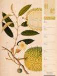 Bild von Culinarium - Küche, Kräuter, Kurioses - Vintage Wochenplaner Kalender 2026