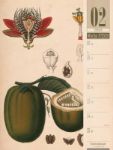 Bild von Culinarium - Küche, Kräuter, Kurioses - Vintage Wochenplaner Kalender 2026