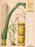 Bild von Culinarium - Küche, Kräuter, Kurioses - Vintage Wochenplaner Kalender 2026
