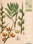 Bild von Culinarium - Küche, Kräuter, Kurioses - Vintage Wochenplaner Kalender 2026