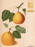 Bild von Culinarium - Küche, Kräuter, Kurioses - Vintage Wochenplaner Kalender 2026