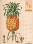 Bild von Culinarium - Küche, Kräuter, Kurioses - Vintage Wochenplaner Kalender 2026